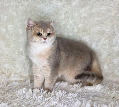 British Shorthair