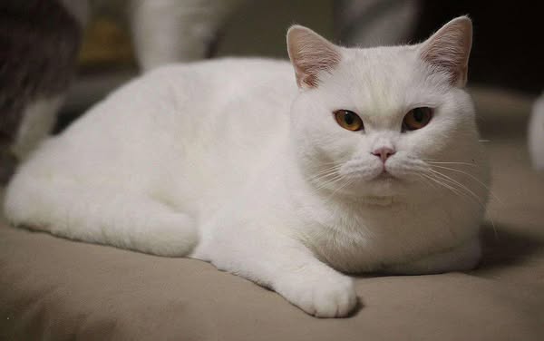 British Shorthair