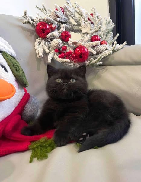 British Shorthair