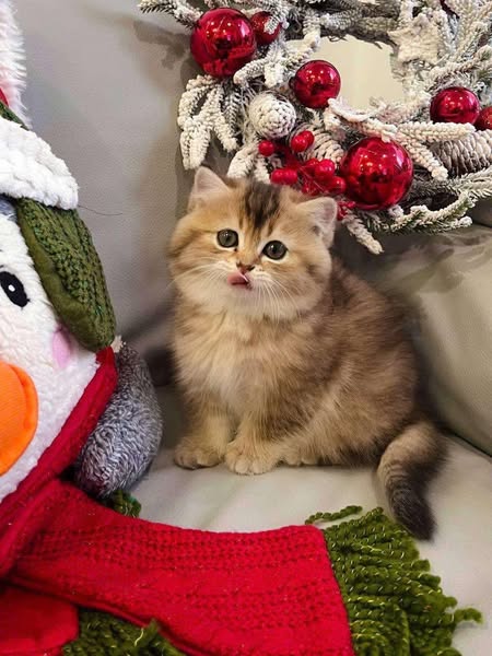 British Shorthair