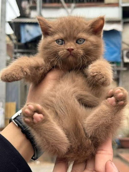 British Shorthair