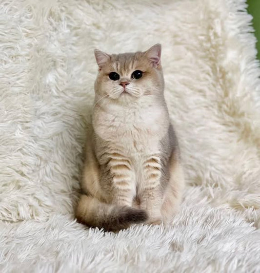 British Shorthair