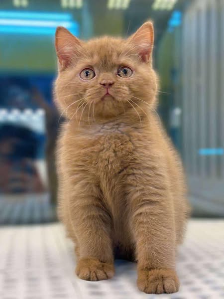 British Shorthair