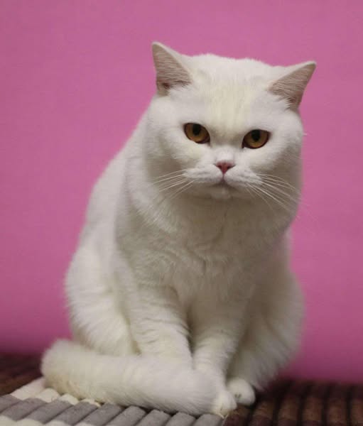 British Shorthair
