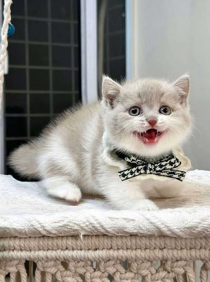 Munchkin