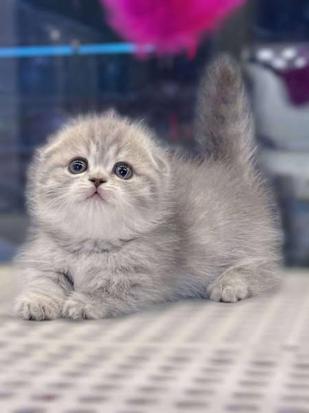 Munchkin Fold