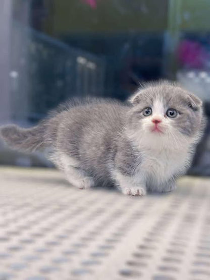 Munchkin Fold