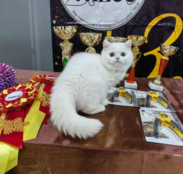 British Shorthair