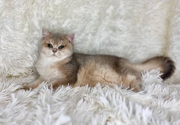 British Shorthair