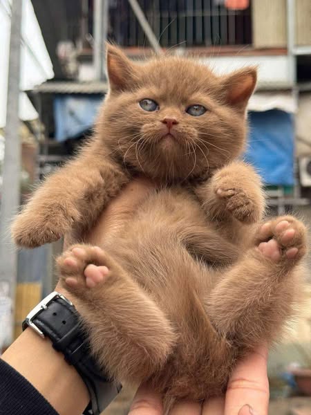 British Shorthair