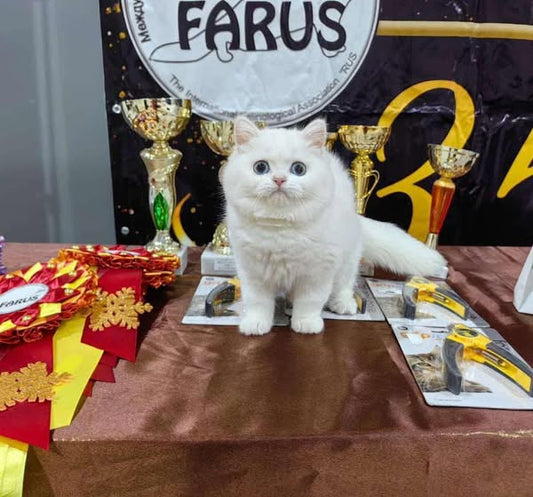 British Shorthair
