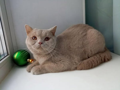 British Shorthair