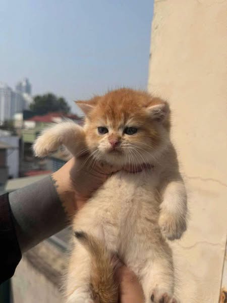 British Shorthair