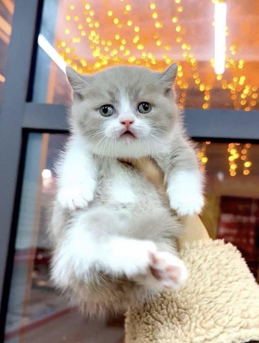 Munchkin