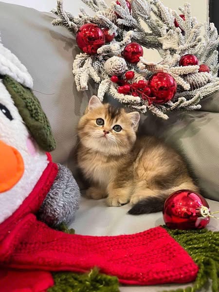 British Shorthair