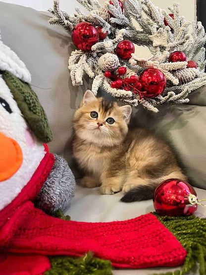 British Shorthair