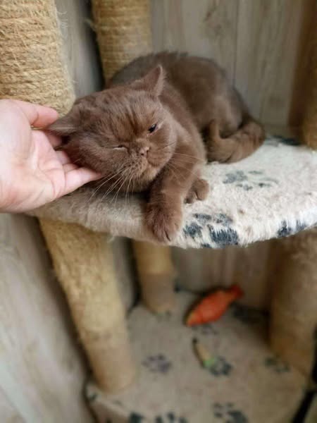 British Shorthair