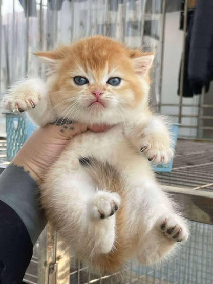 British Shorthair