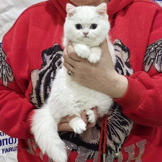 British Shorthair