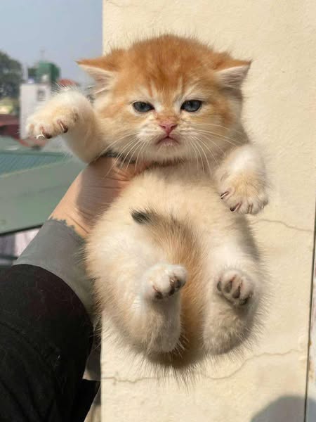 British Shorthair