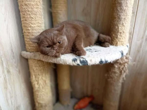 British Shorthair