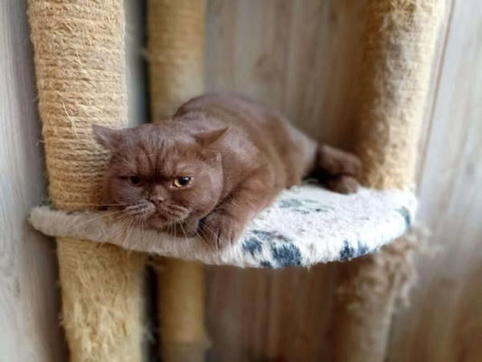 British Shorthair