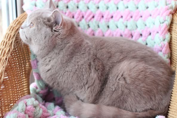 British Shorthair