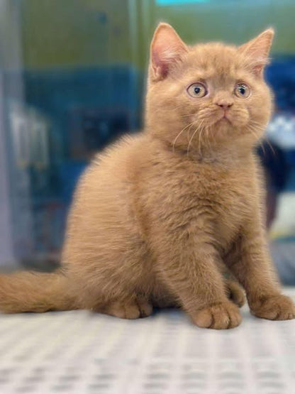 British Shorthair