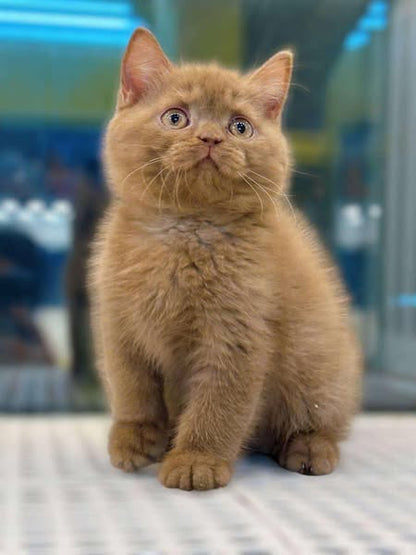 British Shorthair