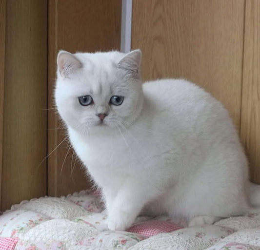 British Shorthair