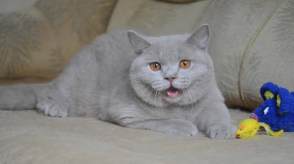British Shorthair