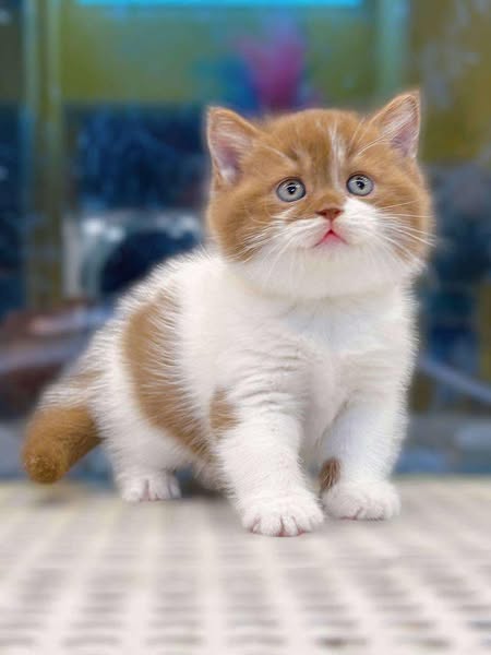 British Shorthair