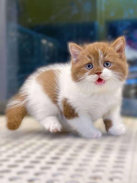 British Shorthair
