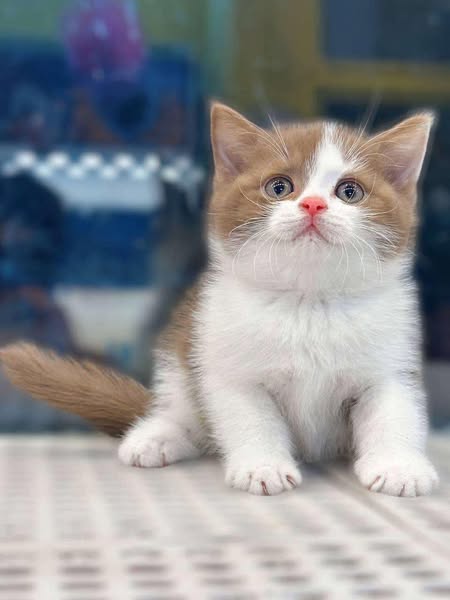 British Shorthair