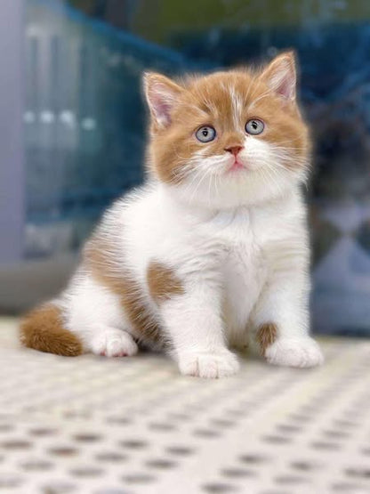 British Shorthair