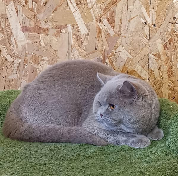 British Shorthair