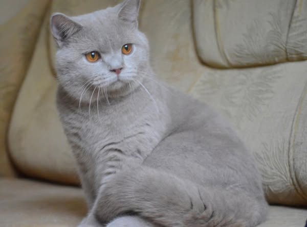British Shorthair