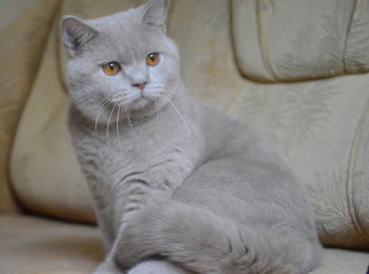British Shorthair