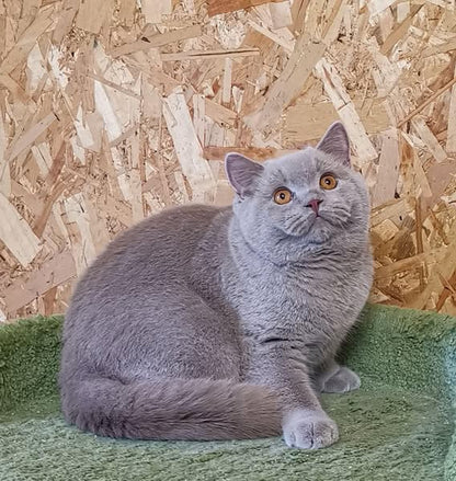 British Shorthair
