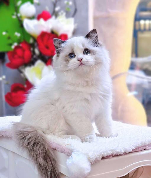 Ragdoll