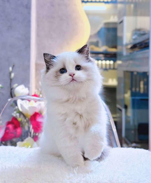 Ragdoll
