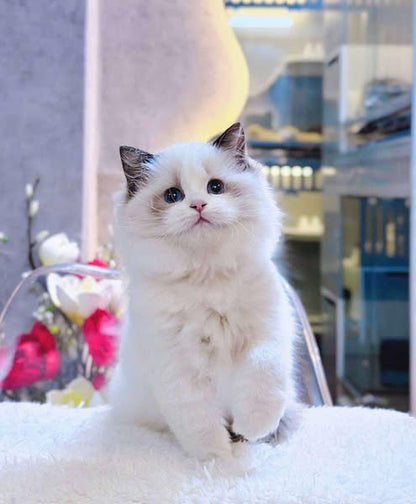 Ragdoll