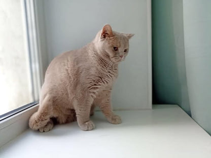 British Shorthair