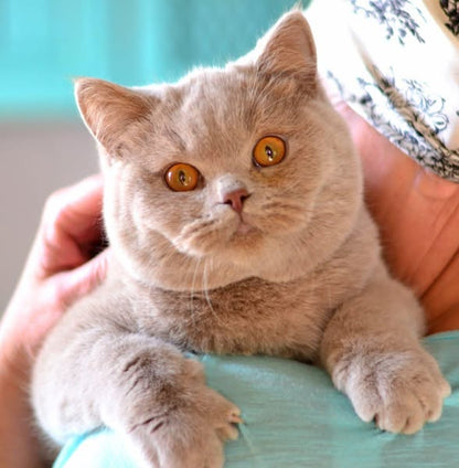 British Shorthair