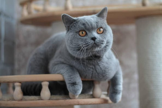 British Shorthair