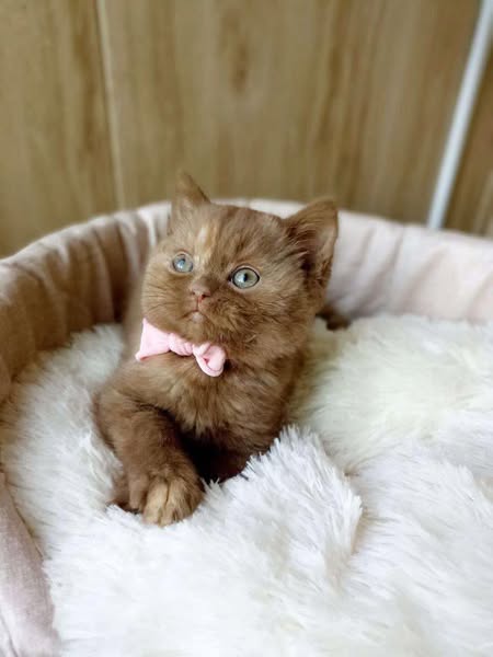 British Shorthair