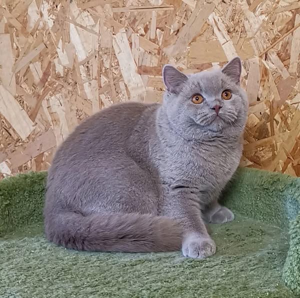 British Shorthair