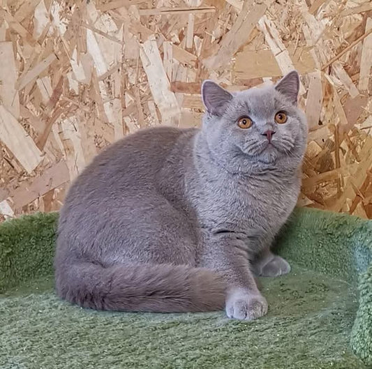 British Shorthair