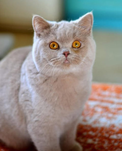 British Shorthair