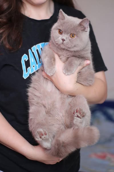 British Shorthair